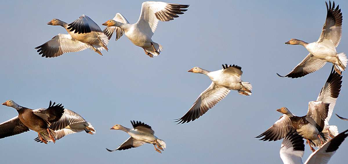 Pugh geese true north